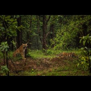 Meet your Posher, Wild